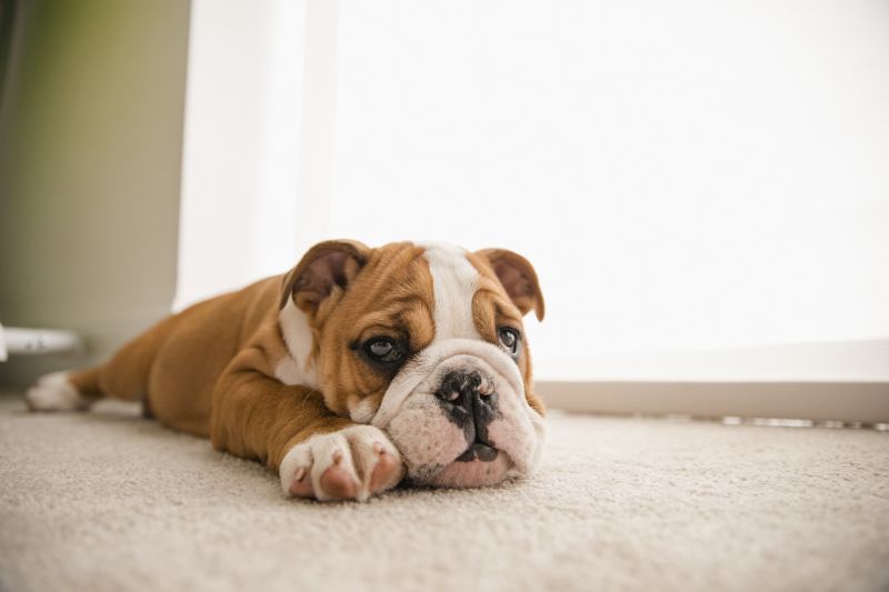 Pet Stain Carpet Repair in Littleton, CO